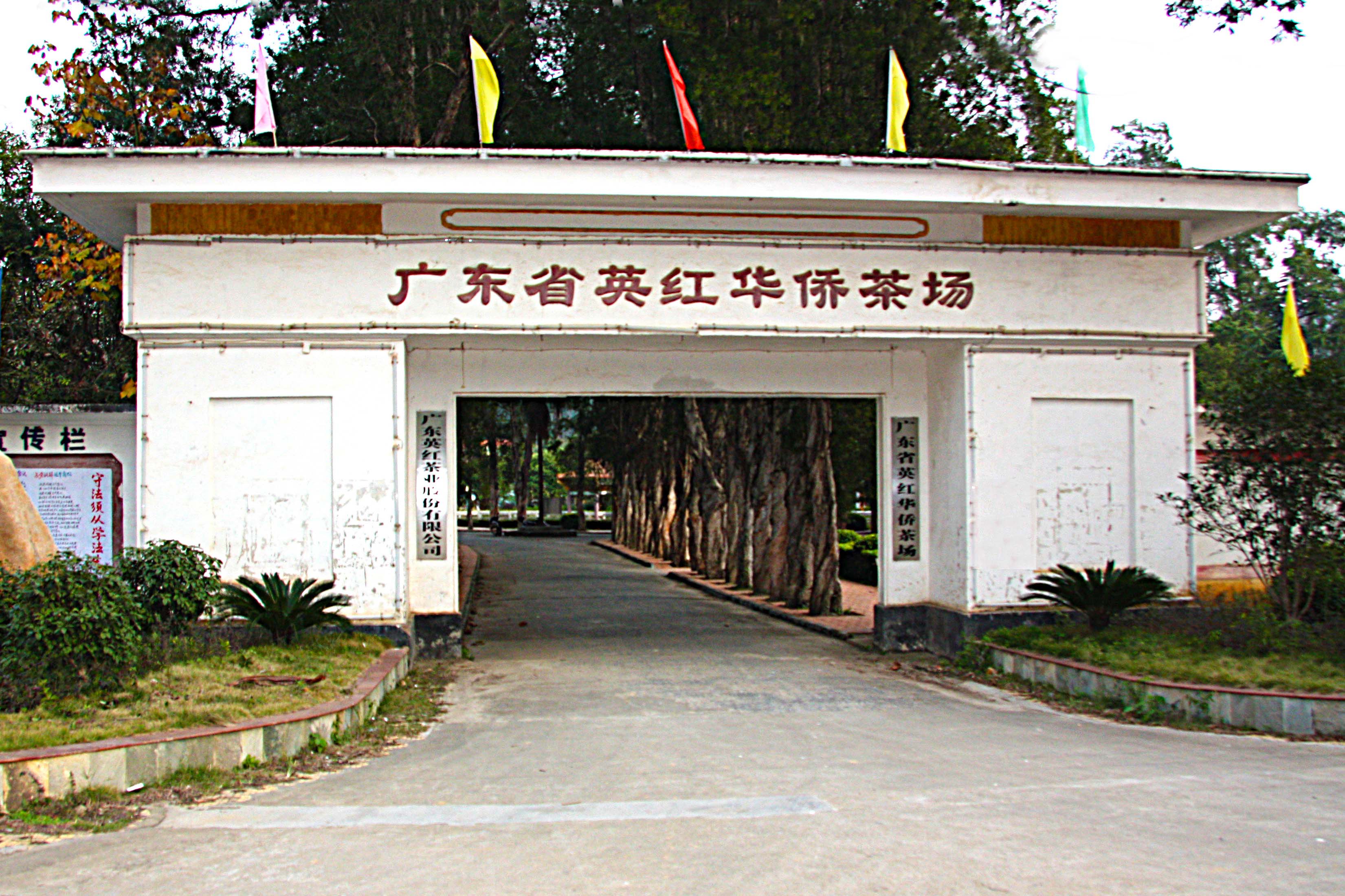 辉煌期 1978年,英德茶场改名为广东省英红华侨茶场;1987年,正式注册"